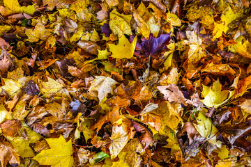 Colorful autumn maple leaves in orange yellow and brown color.
