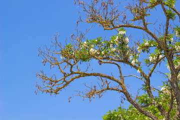 Tree branch with flowers on blue sky background / Spring meadow with big tree  green leaves and flowers / Tree stick against and flowers blue sky background.