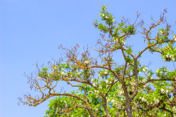 Tree branch with flowers on blue sky background / summer green leaves and flowers on blue sky background  / Tree stick against and flowers blue sky background / Dead branches with  background.