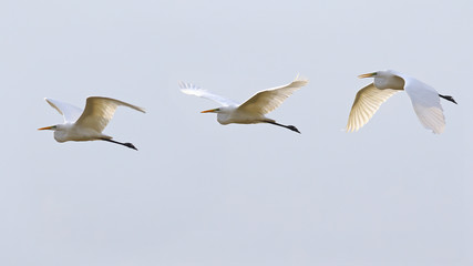 Fototapeta na wymiar The flight of the white great egret, egretta alba