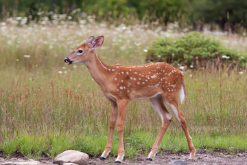 Naklejka na ściany i meble White-tailed deer fawn in the forest in Canada