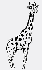 Fototapeta premium Hand-drawn pencil graphics, giraffe. Engraving, stencil style.