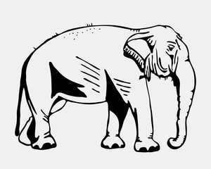 Hand-drawn pencil graphics, elephant. Engraving, stencil style.