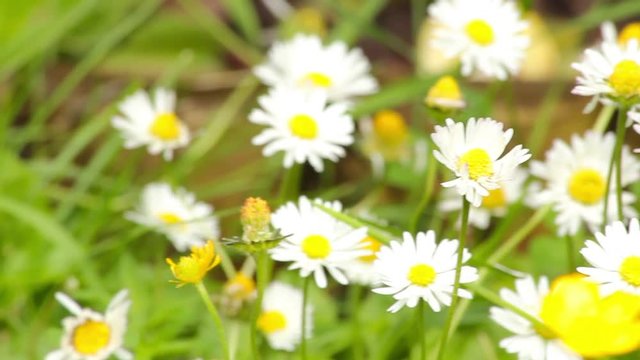 Daisies gently blowing in the spring breeze 