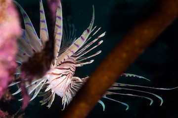 Lionfish