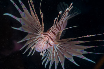 Lionfish