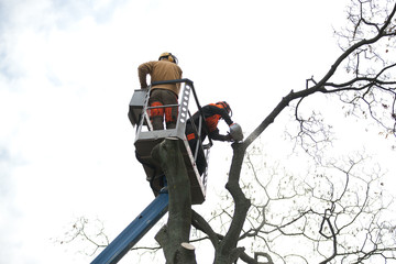 Baum fällen baum beschneiden baumschnitt