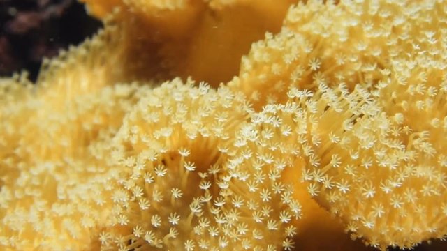Soft corals, close up