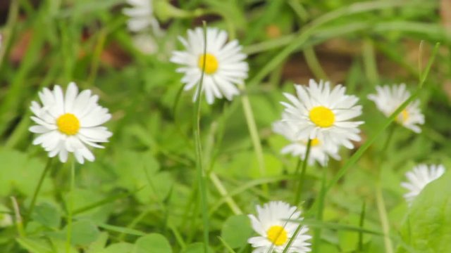 Closeup shot of fresh daises with wildflowers