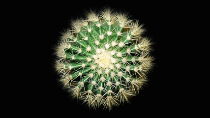 Round Wet green cactus isolated on a black background