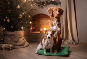 Dog Jack Russell Terrier and Dog Nova Scotia Duck Tolling Retriever . Christmas season 2017, new year