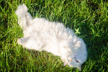 белый пушистый кот лежит на газоне пузом кверху