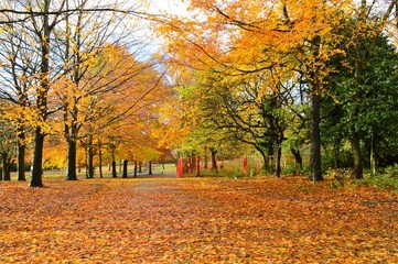 A colourful Autumn landscape.