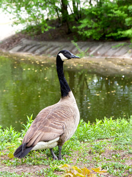 Canadian goose standing on the lake-shore