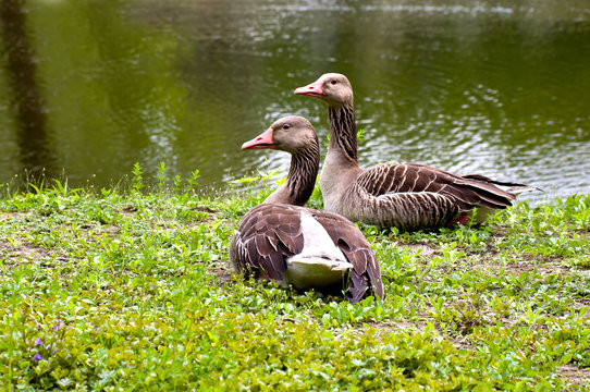 Greylag gooses on the lake-shore