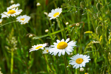 The little white Flower on the green Grass 1