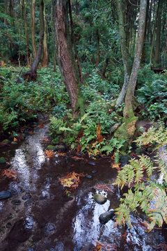 黒部川扇状地湧水群　杉沢の沢スギ