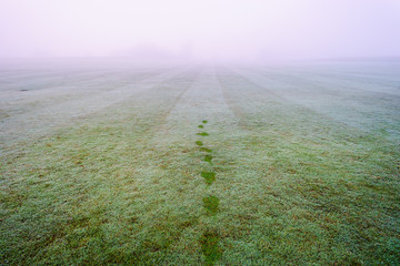 Fresh footprints in green grass. footprints in green grass with morning dew.