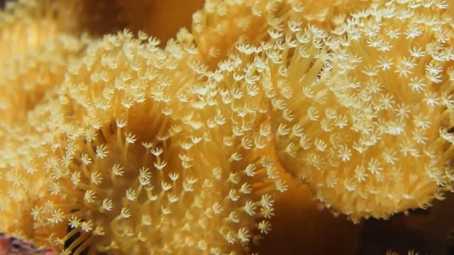 Soft corals, close up