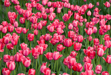 Fototapeta premium Pink tulips in garden