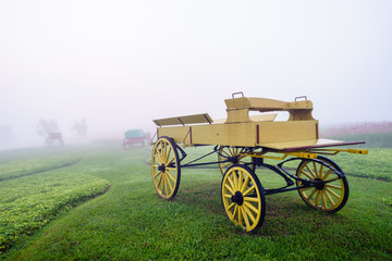 Fototapeta na wymiar Carriage on a slope in the green beautiful garden daylight at Singha park, Chiangrai, Thailand. Carriage on Green field with white fog.