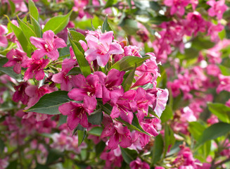 Flowers of pink weigela in garden