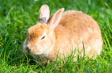Beautiful Cottontail bunny rabbit eating grass in the garden