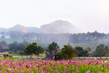 cosmos flower fields with mountain background. beautiful cosmos field in morning.