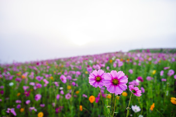 Obraz premium beautiful cosmos field with sky and cloud. pink cosmos flower with sky.