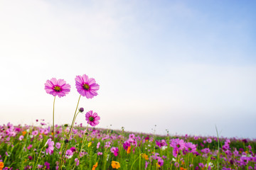 beautiful cosmos field with sky and cloud. pink cosmos flower with sky.