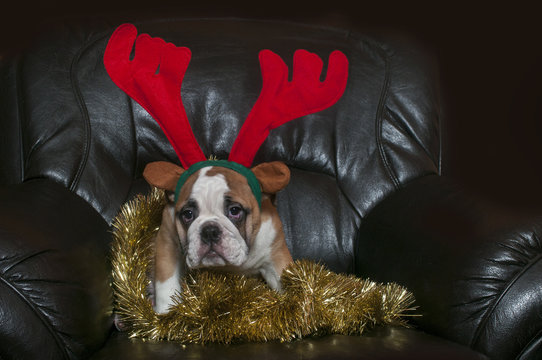 English bulldog wearing antler