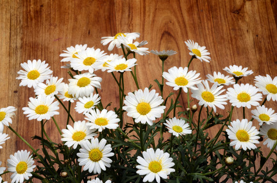 White daisy flowers for background