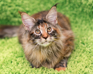 Naklejka na ściany i meble Fluffy tortoiseshell kitty - 4,5 months old - lying on a green carpet. Portrait of domestic Maine Coon kitten, top view point. Playful beautiful young cat looking away.