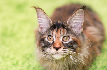 Fluffy tortoiseshell kitty sitting on a green carpet. Portrait of domestic Maine Coon kitten, top view point. Playful beautiful young cat looking upwards - focus on eyes.