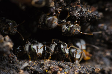 stingless bees stand front of nest