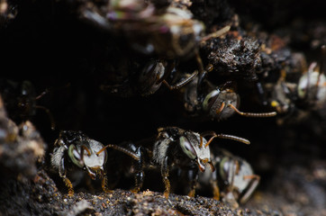 stingless bees stand front of nest