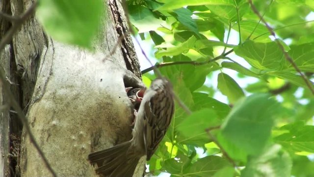 Sparrow fed the hungry chicks in the nest. HD 1920x1080 Video Clip