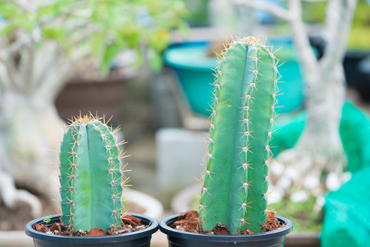 Closed up cactus in flower pot
