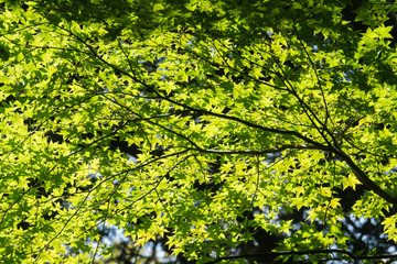 japan maple