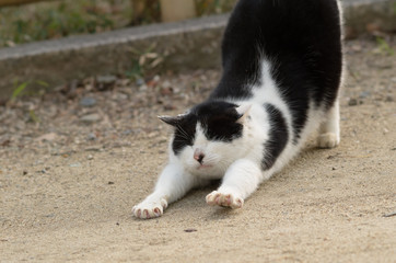 Cat stretching 