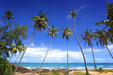 Beautiful tropical beach with coconut palm tree and blue sky