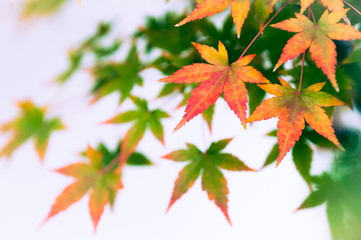 Leaves