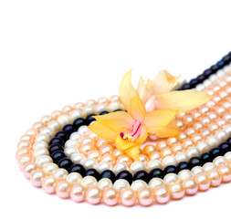 Pearls and flower Easter candle (Rhipsalidopsis) on white background