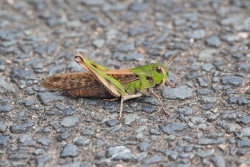 トノサマバッタ