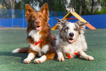 Two purebred dogs (border collies) in the background of the platform for training dogs.