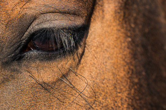 Pferdeauge im Sonnenschein