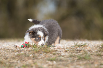 Fototapeta premium Spielender Border Collie Welpe