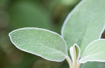 leaves fragrant sage ready to harvest / salvia