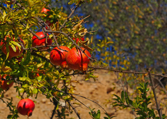 Ripe pomegranates in the tree