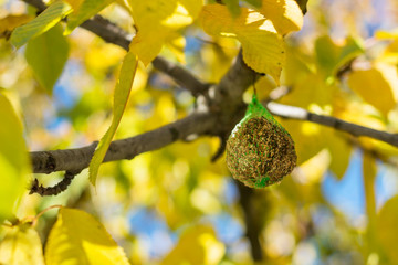 Bird feeder on tree